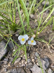 Sagittaria graminea