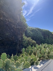 Opuntia stricta