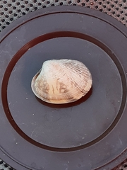 Ruditapes decussatus