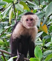 Cebus imitator