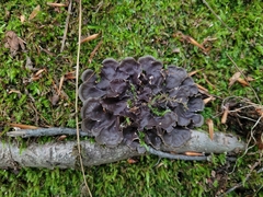 Peltigera praetextata