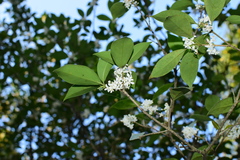 Osmanthus fortunei