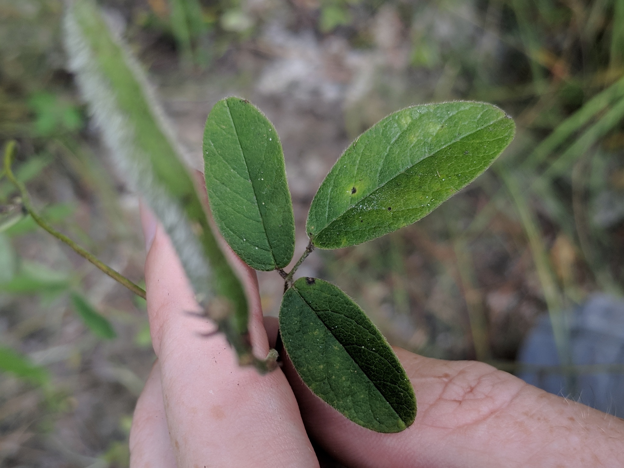 Galactia mollis