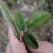 Galactia mollis - Photo (c) Joshua Doby, algunos derechos reservados (CC BY-NC), subido por Joshua Doby