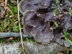 Peltigera praetextata