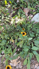 Sanvitalia procumbens