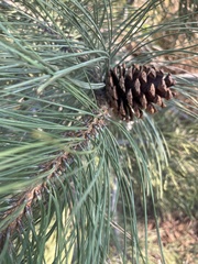 Pinus ponderosa