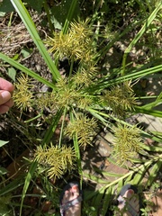Cyperus odoratus