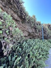 Opuntia stricta