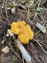 Cantharellus enelensis
