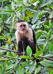 Cebus imitator