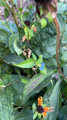 Commelina communis