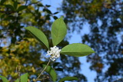Osmanthus fortunei