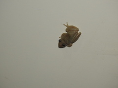 Scinax