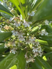 Scaevola taccada