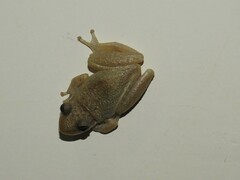 Scinax