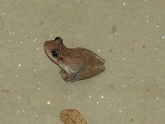 Scinax