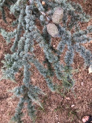 Cedrus atlantica