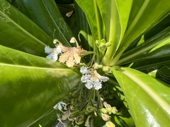 Scaevola taccada