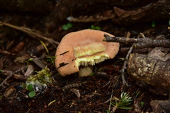 Lactarius chrysorrheus
