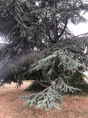 Cedrus atlantica