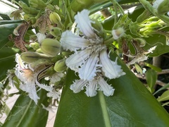 Scaevola taccada