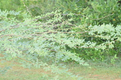 Prosopis juliflora
