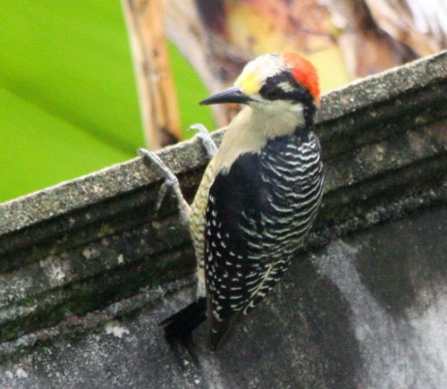 Melanerpes pucherani