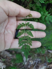 Cystopteris fragilis