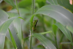 Oxyini