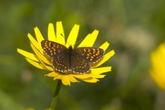 Melitaea diamina