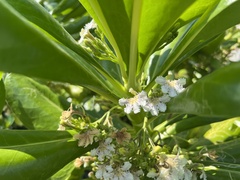 Scaevola taccada