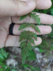 Cystopteris fragilis