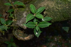 Osmanthus fortunei