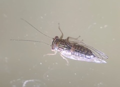 Platycorypha nigrivirga