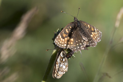 Melitaea diamina