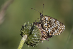 Melitaea diamina