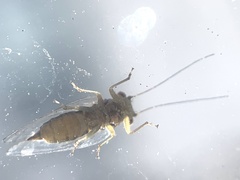 Platycorypha nigrivirga