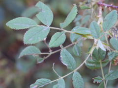 Rosa californica