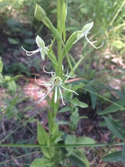 Habenaria quinqueseta