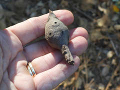 Callirhytis quercussuttoni