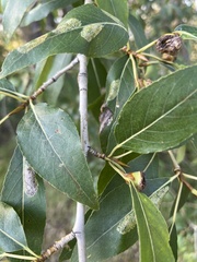 Populus angustifolia