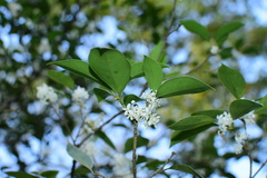 Osmanthus fortunei