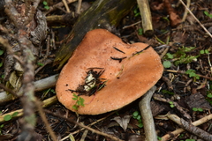 Lactarius chrysorrheus