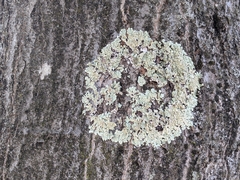 Flavoparmelia soredians