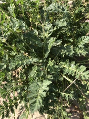 Erodium cicutarium