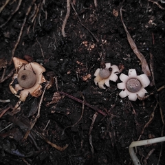 Geastrum