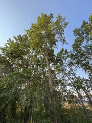 Populus trichocarpa