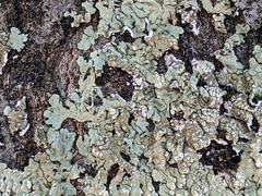 Flavoparmelia soredians
