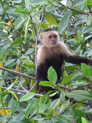 Cebus imitator